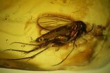 Six Fossil Flies (One With Eggs) In Baltic Amber #139039-4